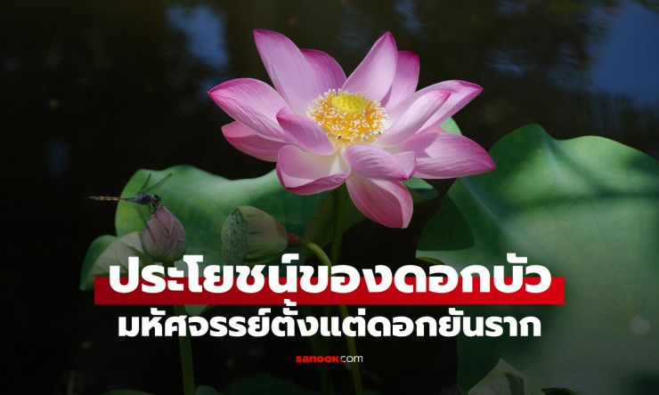 ช็อก! ดอกบัว ไม่ใช่แค่สวย แต่กินได้ รักษาได้ ทุกส่วนมหัศจรรย์เกินคาด!