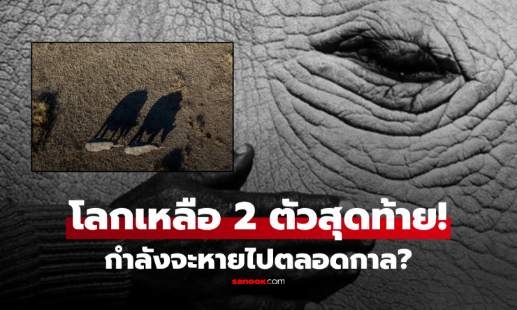 โลกเหลือแค่ 2 ตัว!!! เปิดภาพ แรดขาวเหนือ สัตว์หายากชะตากรรมสะเทือนใจ กำลังจะสูญพันธุ์ถาวร