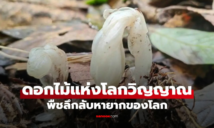 นักกีฏวิทยาพบ ต้นไม้ผี ดอกไม้แห่งโลกวิญญาณ พืชลึกลับหายากที่ไม่ต้องสังเคราะห์แสง