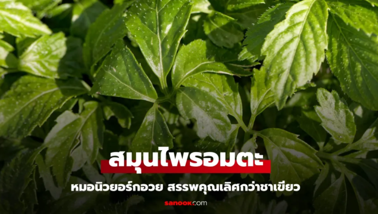 หมอนิวยอร์กยกเจียวกู่หลาน สมุนไพรอมตะ สรรพคุณเลิศกว่าชาเขียว ประโยชน์ยาวเป็นหางว่าว