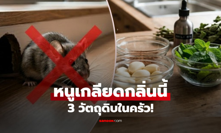ลาก่อนหนูร้าย! 3 วัตถุดิบก้นครัวกลิ่นฉุน ไล่กระเจิงทั้งฝูง ต่างชาติยันเดือดจริง ไม่ต้องเสียตังค์ซื้อ
