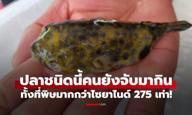 ปลาปักเป้า พิษร้ายแรงกว่าไซยาไนด์ 275 เท่า แต่หลายคนยังชะล่าใจจับมาทำอาหารกิน