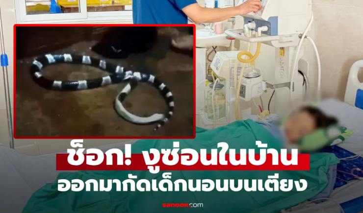 งูพิษกัดเด็ก 7 ขวบ ขณะนอนหลับบนเตียง รู้ว่ามันซ่อนตัวตรงไหน ทุกบ้านต้องระวัง!