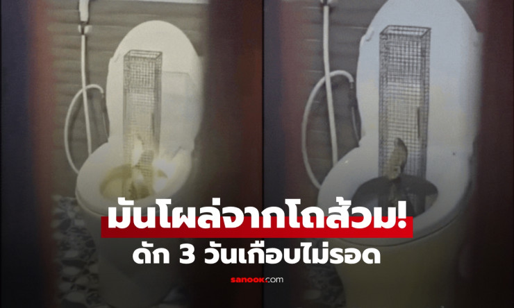 ช็อกทั้งบ้าน! งูพันธุ์ดุโผล่จากโถส้วม ดัก 3 วันเกือบหลุดมือ นาทีขนลุกที่คนจับเผย