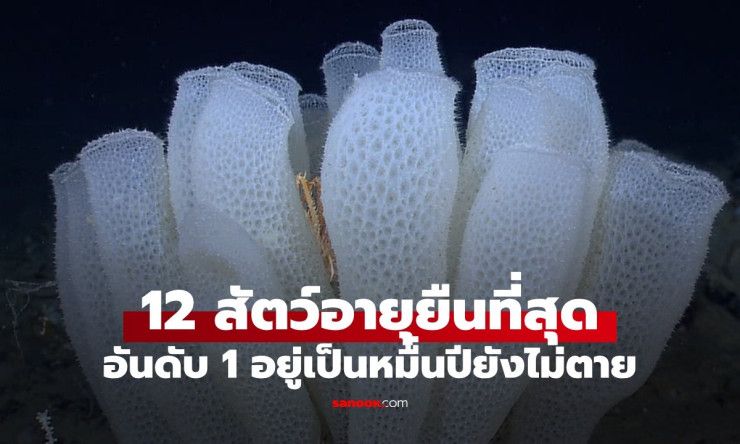 เปิด 12 สัตว์อายุยืนที่สุดในโลก น่าทึ่งอันดับ 1 อายุขัยมากกว่าหมื่นปี ยังไม่ตาย!