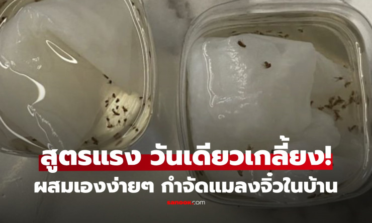 แมลงหวี่บุกบ้าน! สูตรเด็ดวางแป๊บเดียว หายเกลี้ยง ไม่ต้องเสียเงินซื้อยาแพง