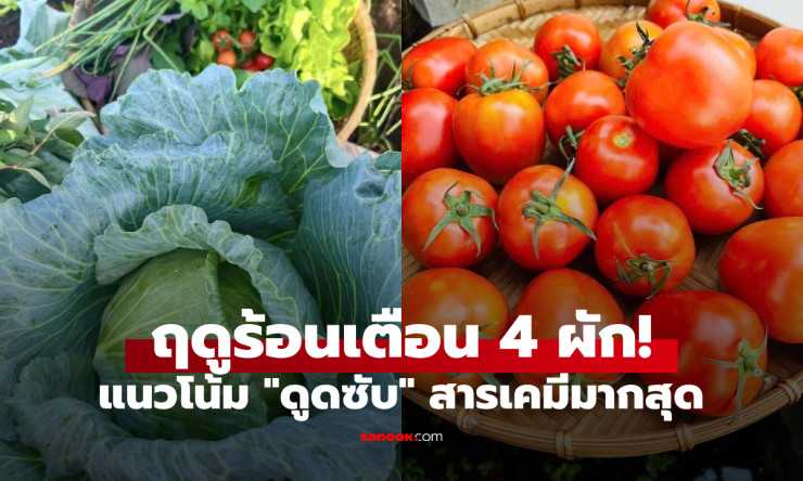 กินทุกวันไม่รู้! เปิดชื่อ 4 ผักฤดูร้อนที่ดูดซับสารเคมีมากที่สุด ระวังสุขภาพ