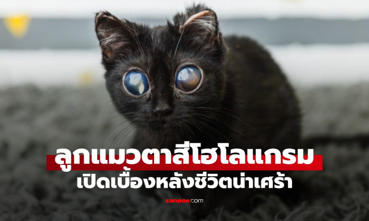 ลูกแมวตาโตสีรุ้งสุดมหัศจรรย์! นึกว่า AI แต่เบื้องหลังน้ำตาแตก เรื่องราวสุดซึ้งที่คุณต้องรู้