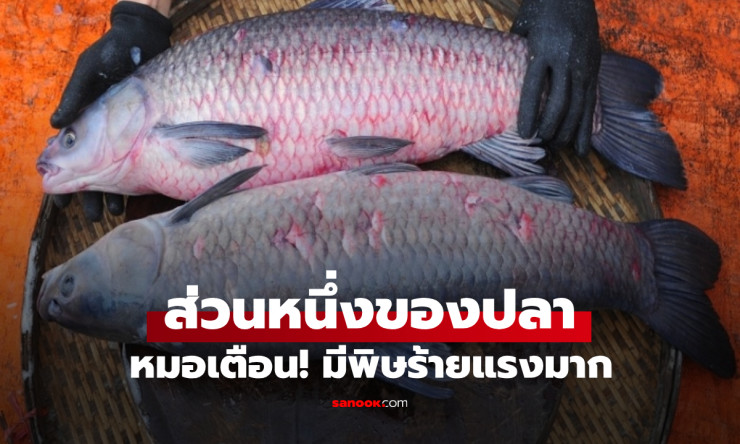 ปลามีพิษร้ายแรงที่หลายคนมองเป็นยาอายุวัฒนะ ความลับของพิษที่ต้องรู้!