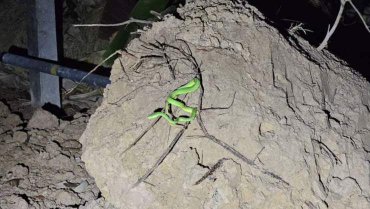 งูเขียวโผล่บนกองดิน ที่เดิม-เวลาเดิม ติดต่อกัน 5 วัน แปลกแบบนี้เลขเด็ดต้องมา