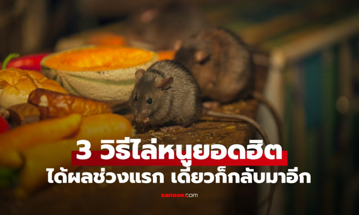 ไล่หนูให้สิ้นซาก! 3 วิธียอดฮิตที่คนแห่ใช้ แต่ผู้เชี่ยวชาญเตือน เดี๋ยวมันก็คืนรัง ทำยังไงให้อยู่หมัดถ