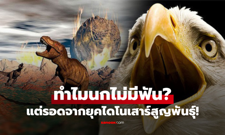 ทำไมนกไม่มีฟัน? ความลับวิวัฒนาการอัจฉริยะที่ช่วยให้นกรอดจากยุคไดโนเสาร์สูญพันธุ์