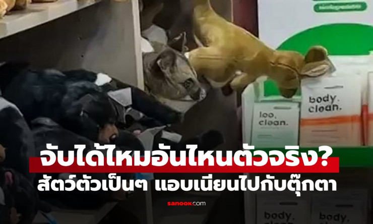 ช็อกทั้งสนามบิน! พอสซัมตัวจริงแอบเนียนนั่งปนตุ๊กตาขนฟู จับได้มั้ยล่ะเนี่ย? (คลิปฮาแตก)