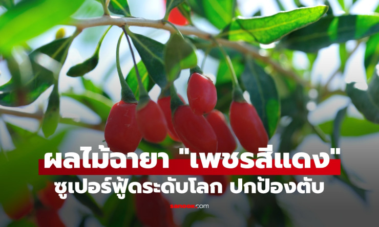 เก๋ากี้ เพชรสีแดงซูเปอร์ฟู้ด ปกป้องตับ บำรุงตา ต้านมะเร็ง