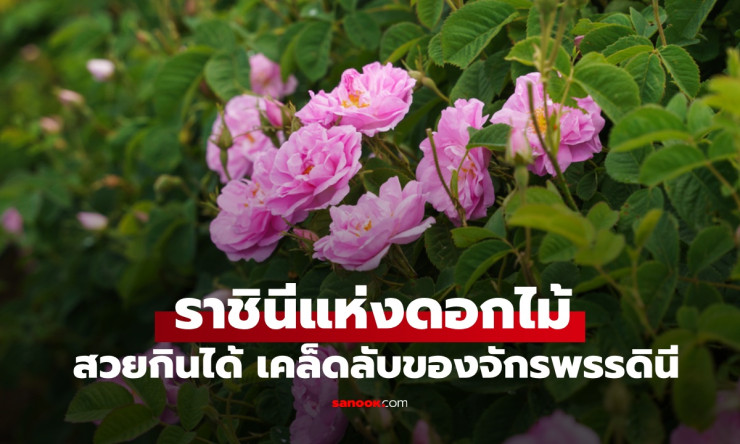 ราชินีแห่งดอกไม้: สวยกินได้ เคล็ดลับความงามจากดอกกุหลาบ