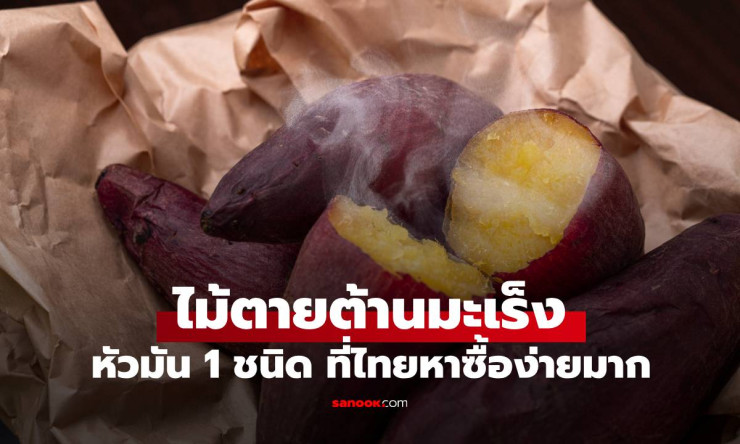 หัวมันม่วง ไม้ตายต้านมะเร็งที่หาได้ง่ายในตลาดไทย