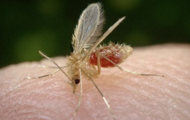 เตือนภัย! แมลงริ้นฝอยทราย พาหะโรคลิชมาเนีย ปี 2568 พบผู้เสียชีวิตแล้ว 1 ราย