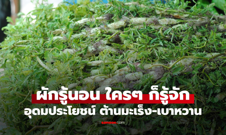 ผักรู้นอน สมุนไพรบ้านๆ เมนูฮิตร้านข้าวต้ม อุดมประโยชน์ ต้านมะเร็ง-เบาหวาน