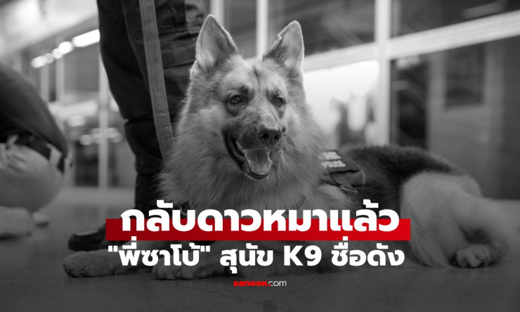 สุดอาลัย พี่ซาโบ้ สุนัขตำรวจ K9 ขวัญใจผู้ใช้รถไฟฟ้า กลับดาวหมาแล้ว