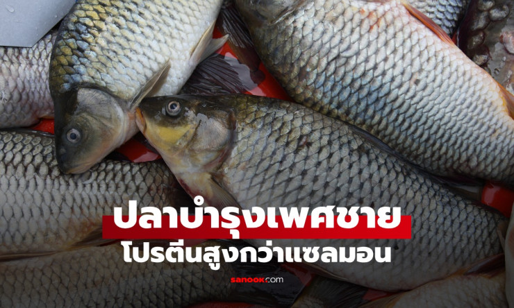 ปลาทูน่า โปรตีนสูงกว่าแซลมอน เสริมฮอร์โมนบำรุงผู้ชาย ทุกเพศทุกวัยควรกิน